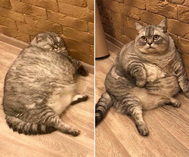 Nga: Chủ nhân nhận khiển trách khi khoe mèo cưng béo mũm mĩm hiếm thấy