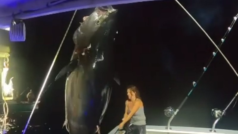 Người phụ nữ Mỹ một mình bắt con cá ngừ khổng lồ nặng 450 kg