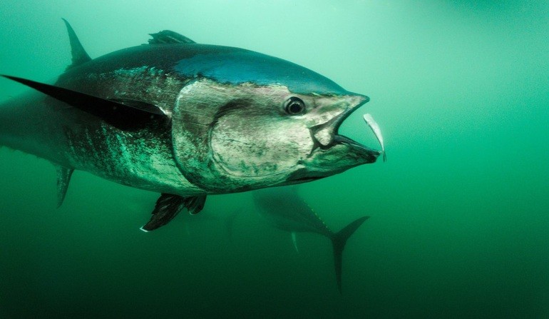 Người phụ nữ Mỹ một mình bắt con cá khổng lồ nặng 450 kg