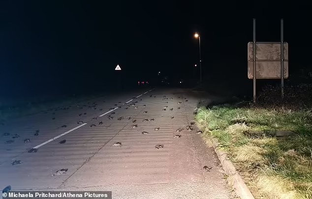 Mexico: Vì đâu hàng trăm con chim di cư đột nhiên rơi xuống đất