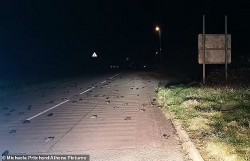 Mexico: Hàng trăm con chim di cư đang bay đồng loạt rơi xuống đất