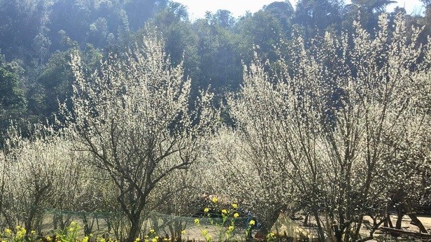 Lên Bắc Hà ngắm hoa mận hậu nở trắng đồi