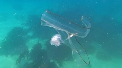 Nam Phi: Sinh vật biển kỳ lạ, cơ thể trong suốt, 'thách thức' nhà khoa học