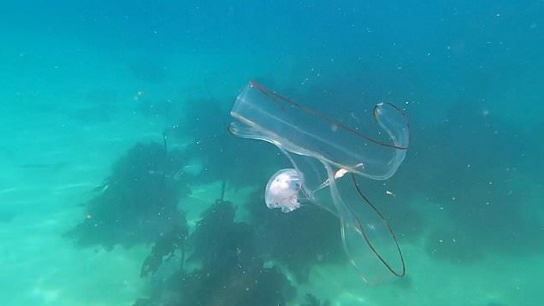 Sinh vật kỳ lạ, hình dạng trong suốt dưới biển