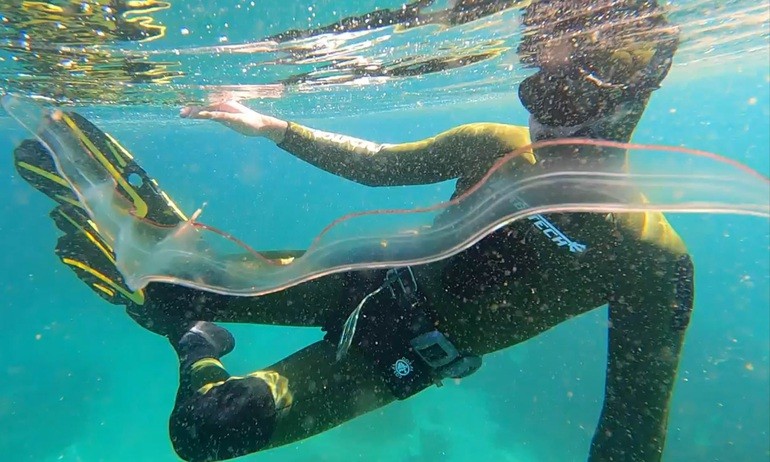 Sinh vật kỳ lạ, hình dạng trong suốt dưới biển