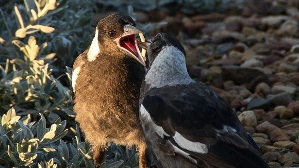 Chim ác là Australia giúp nhau tự tháo thiết bị theo dõi