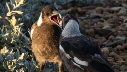 Chim ác là Australia giúp nhau tự tháo thiết bị theo dõi