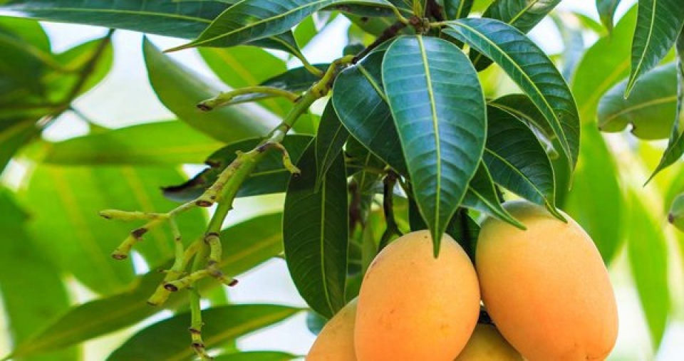 la xoai giup danh bay tieu duong soi than