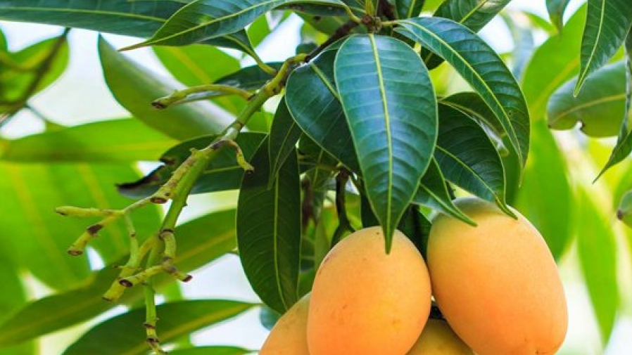 Lá xoài giúp đánh bay tiểu đường, sỏi thận