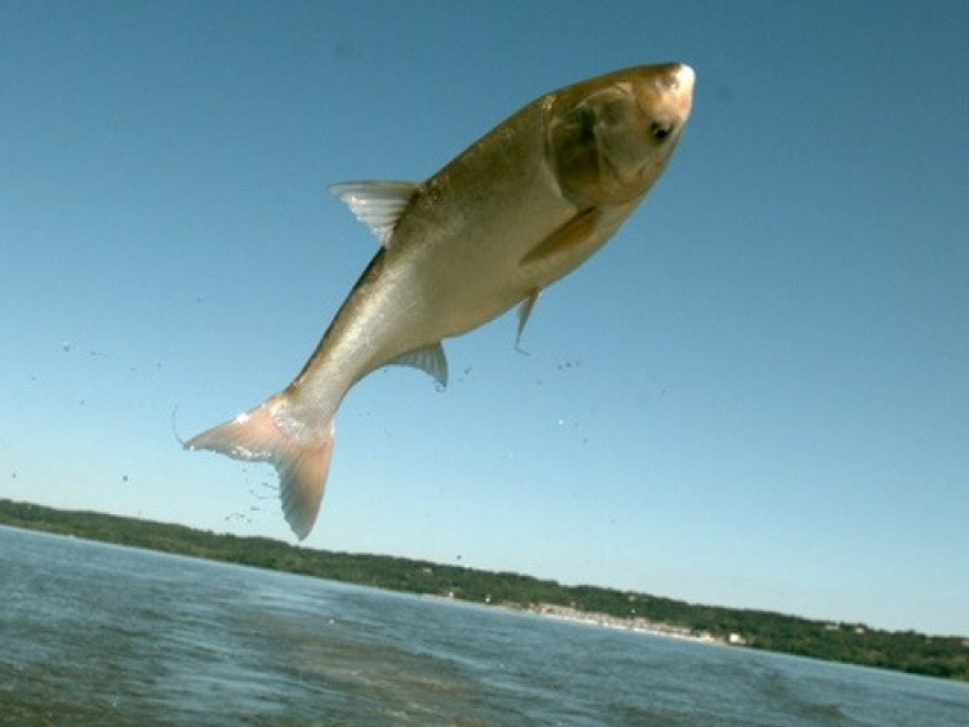 Cá chép châu Á "xâm lược" các vùng nước ở Canada và Mỹ