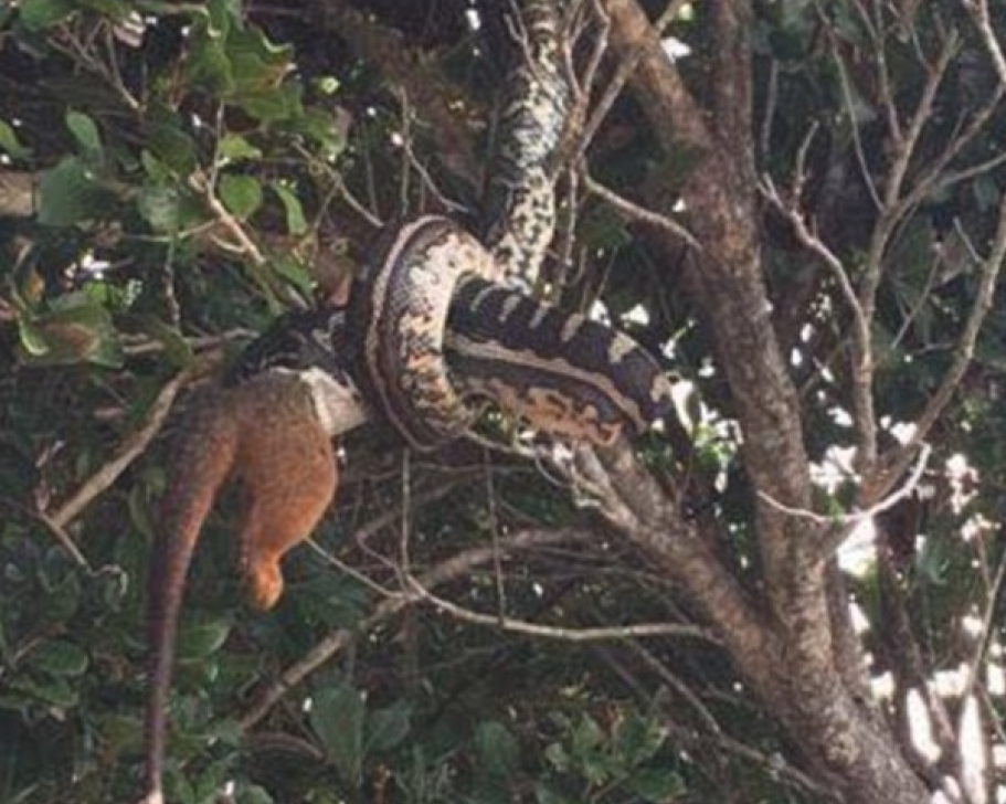 Rùng mình cảnh trăn khổng lồ nuốt dở miếng mồi lớn trên cây