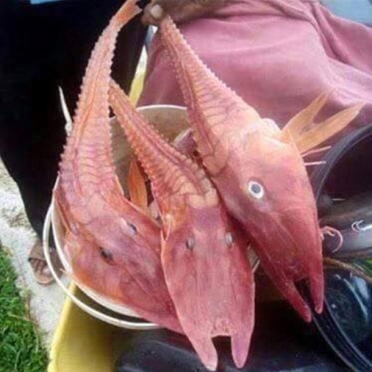 Sửng sốt với sự xuất hiện của loài cá giống “sinh vật thời tiền sử”