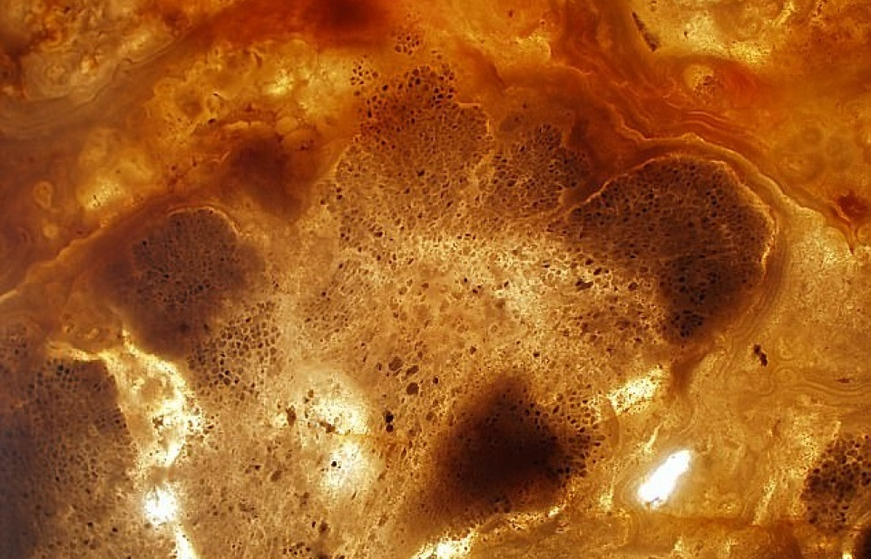 Hóa thạch 1,6 tỷ năm làm lung lay thuyết về sự sống trên Trái Đất