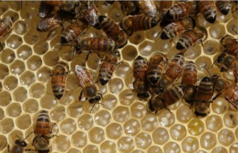 Máy bay chậm khởi hành vì bầy ong không mời mà đến