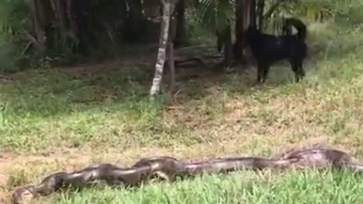 Brazil: Hợp sức giải cứu chú chó bị con trăn siết chặt