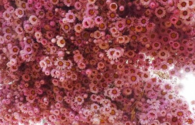 Những lễ hội hoa anh đào ấn tượng trên thế giới