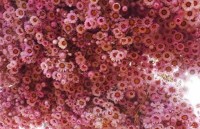 soi dong le hoi dua ngua sevilla o xu so bo tot