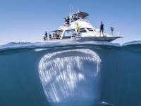 ca voi lung gu giang lop bay bong bong de san bat moi