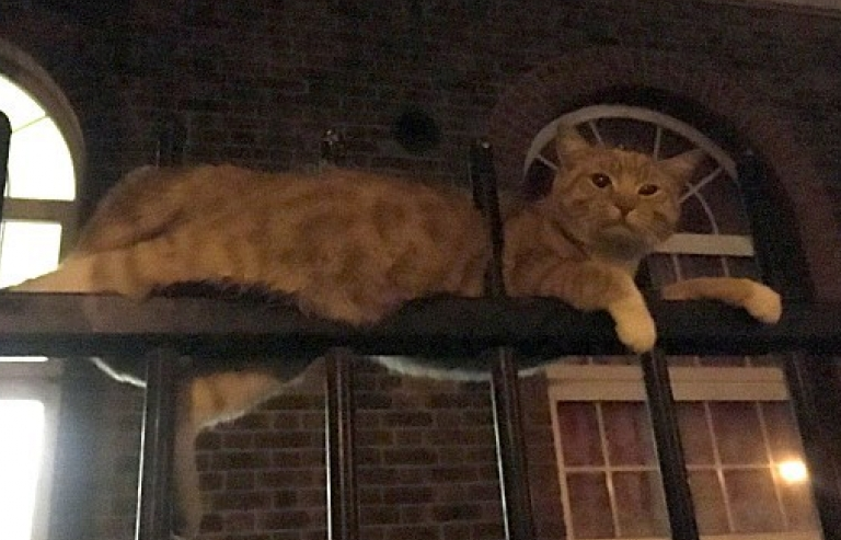 Con mèo may mắn sống sót dù bị 3 thanh thép đâm ngang thân