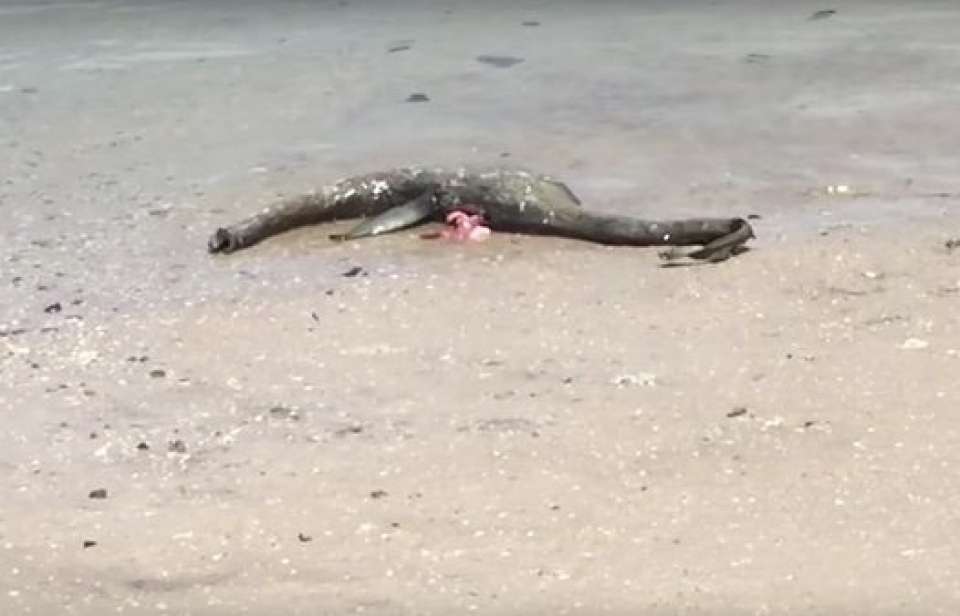 Mỹ: Sinh vật giống "quái vật hồ Loch Ness" xuất hiện ở bờ biển my sinh vat giong quai vat ho loch ness xuat hien o bo bien