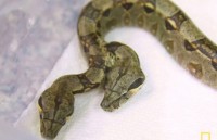 Mỹ: Phát hiện rắn 2 đầu, 2 tim cực kỳ hiếm gặp