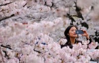 nhat ban choang ngop canh sac hoa anh dao khoe sac tuyet dep nhu co tich