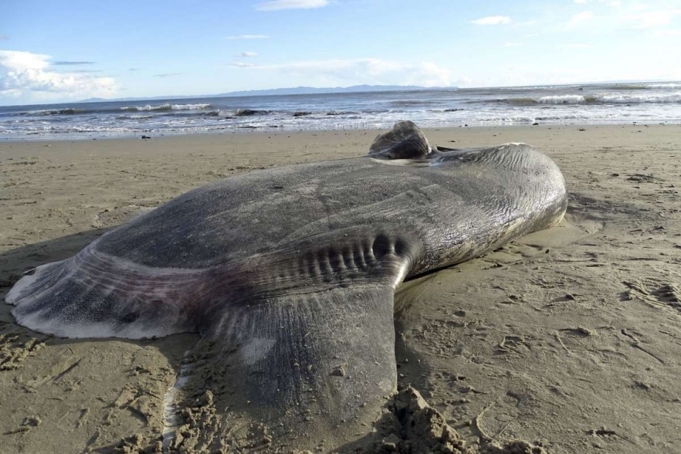 my lan dau tien phat hien xac ca mat troi sieu hiem