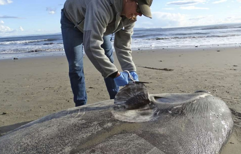 Mỹ: Lần đầu tiên phát hiện xác cá mặt trời siêu hiếm