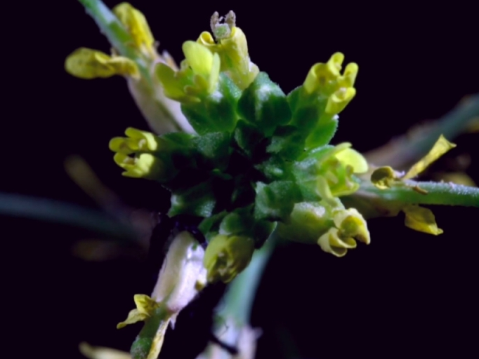 Để duy trì giống nòi, đến hoa cũng phải tự "chuyển giới"!