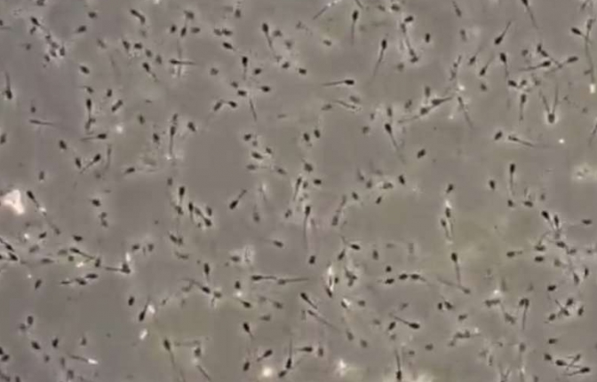 Thụ tinh thành công 34 con cừu từ tinh dịch đông lạnh lâu đời nhất thế giới