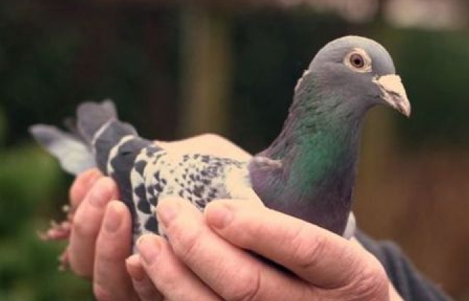 Đại gia Trung Quốc chi cả triệu USD mua bồ câu đua