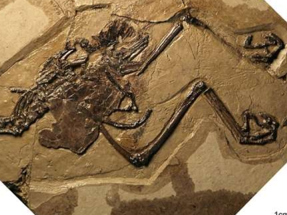 Phát hiện chim hóa thạch đầu tiên với quả trứng còn nguyên vẹn