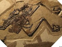 phat hien hoa thach loai vet lon nhat tren trai dat