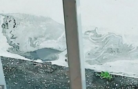 ky la loai cua khong lo co the leo cay chuyen san moi chuot va chim