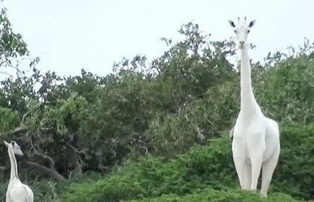 Kenya: Hươu cao cổ trắng cực hiếm bị giết bởi nạn săn trộm