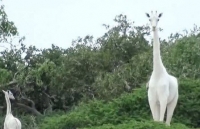 Kenya: Hươu cao cổ trắng cực hiếm bị giết bởi nạn săn trộm