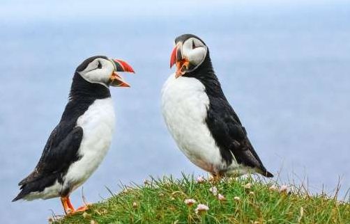 Những sự thật thú vị về các loài động vật có thể bạn chưa biết