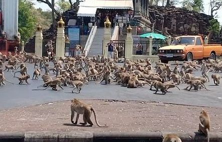 Thái Lan: Hàng trăm con khỉ đói tràn ra đường