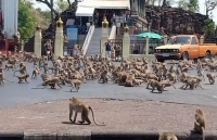 Thái Lan: Hàng trăm con khỉ đói tràn ra đường