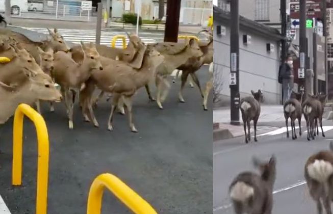Nhật Bản: Hươu nai đói mạo hiểm vào phố xin ăn