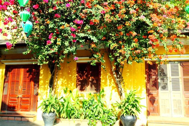 hoa giay ruc ro pho co hoi an giua mua dich covid 19