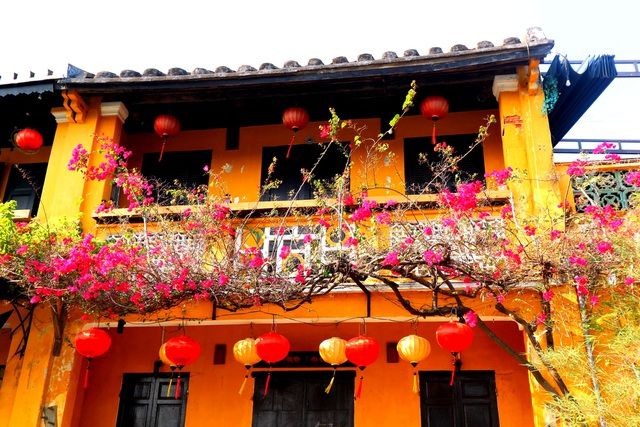 hoa giay ruc ro pho co hoi an giua mua dich covid 19