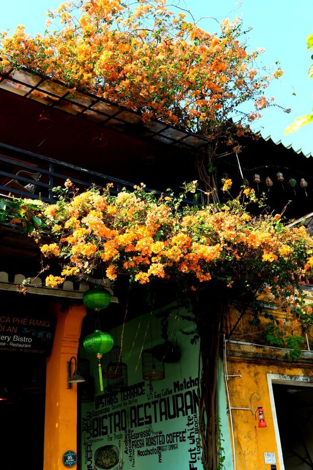 hoa giay ruc ro pho co hoi an giua mua dich covid 19