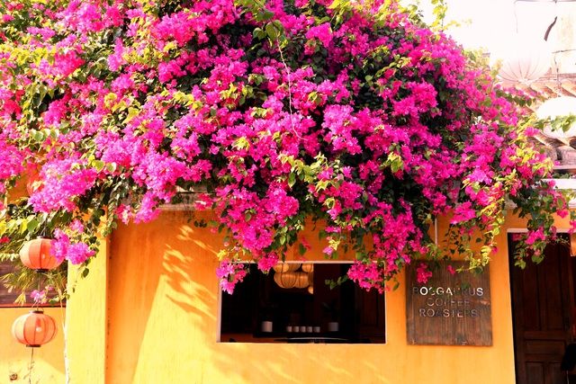 hoa giay ruc ro pho co hoi an giua mua dich covid 19