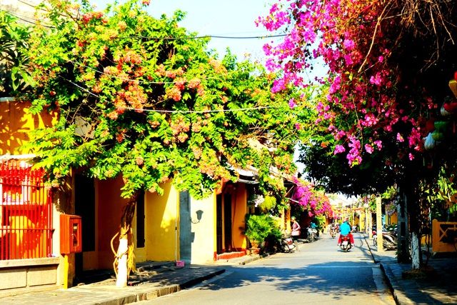 hoa giay ruc ro pho co hoi an giua mua dich covid 19