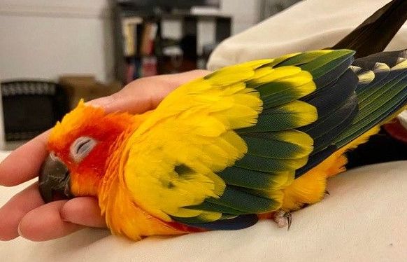 Những bức ảnh chứng minh động vật cũng có cảm xúc như con người