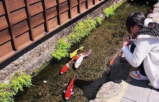 Cá Koi bơi tung tăng trong rãnh thoát nước thải trong vắt