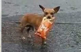 Mexico: Nhờ thú cưng đi mua đồ ăn vì phải cách ly dịch Covid-19