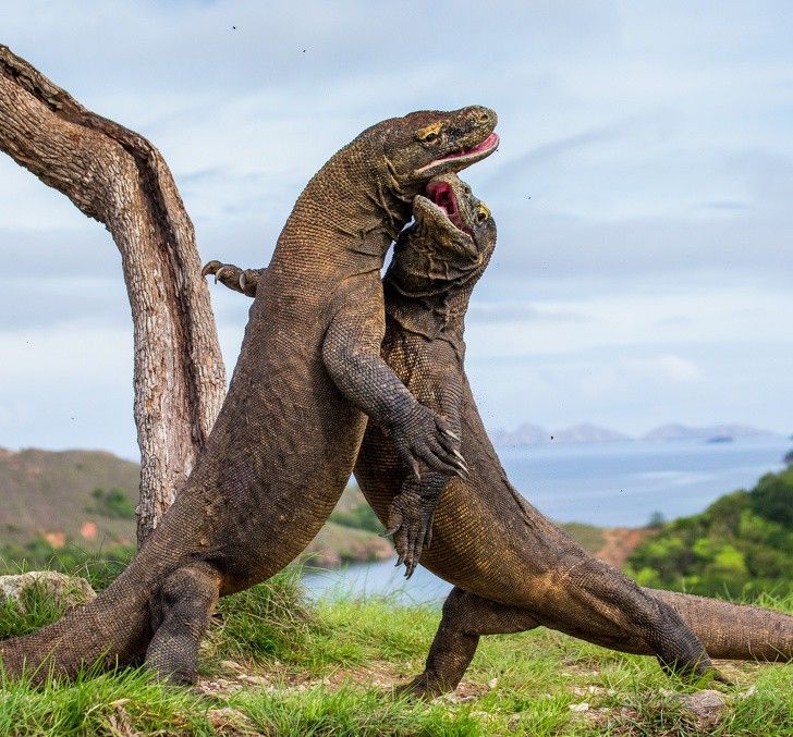 ve dep cua dong vat hoang da o nhung noi nguy hiem nhat the gioi