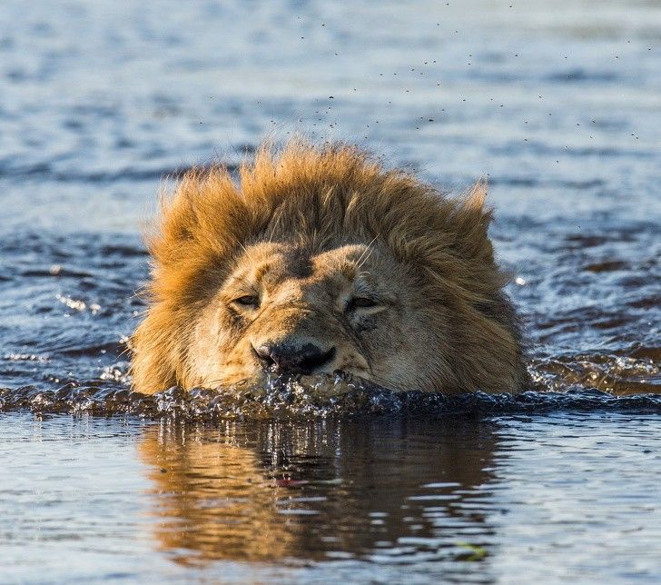 ve dep cua dong vat hoang da o nhung noi nguy hiem nhat the gioi